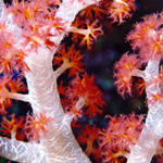 Soft Coral