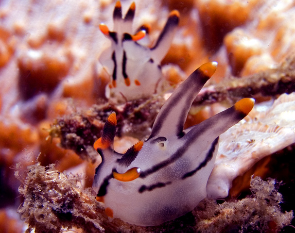 A pair of Thecacera picta nudibranchs