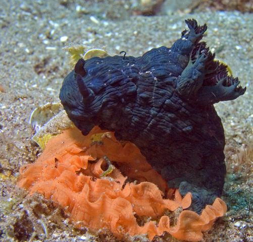 Nembrotha milleri nudibranch laying eggs in sand