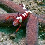 Red Emperor Shrimp on Sea Star