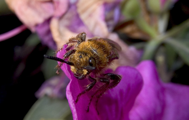 Bee, SMACRO, f8, 1/2000s, INON Z-220 strobe with -3 stop diffuser