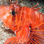 Another Lionfish