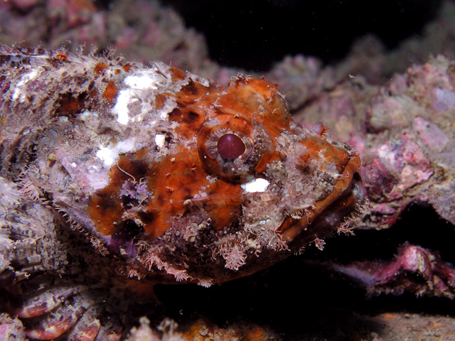 Scorpionfish-King Cruiser Wreck