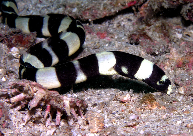 Snake eel.  Perfectly harmless.