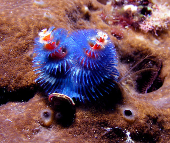 Christmas Tree worms