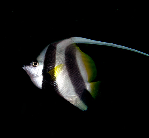 Bannerfish