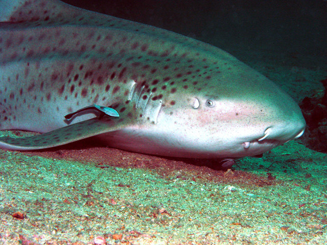 Leopard Shark being cleaned by Cleaner Wrasse