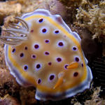 Chromodoris geminus Nudibranch.  This nudibranch is not supposed to be found outside of the Indian Ocean.  Found in Java Sea.