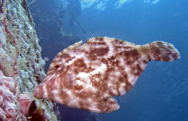 Bristle-tailed Filefish