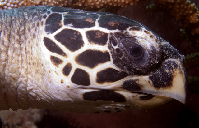 Dozing Hawksbill