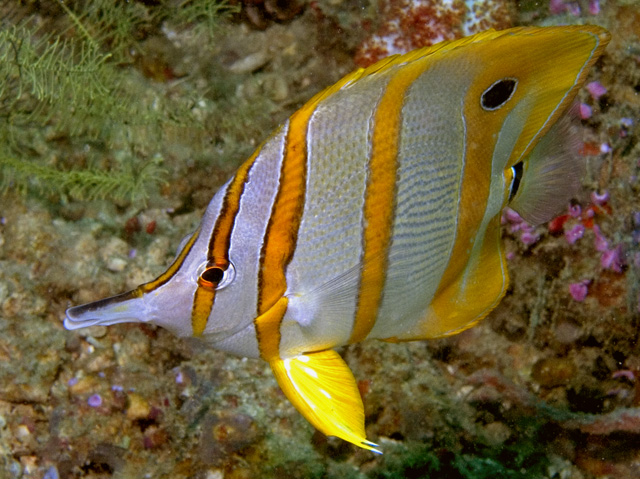 Beaked Coralfish