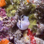Canthigaster valentini, Black Saddled Toby, Ellaidhoo House Reef, North Ari Atoll, Maldives