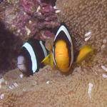 Clark's Anemonefish, Baathala House Reef, Maldives