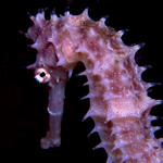 Hippocampus hystrix, Thorny Seahorse