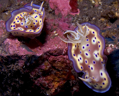 A pair of Chromodoris kuniei nudibranchs