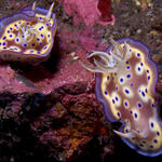 A pair of Chromodoris kuniei nudibranchs