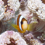 Nemo in Heteractis aurora anemone