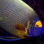 Yellow-Mask Angelfish, Pomacanthus xanthometopon