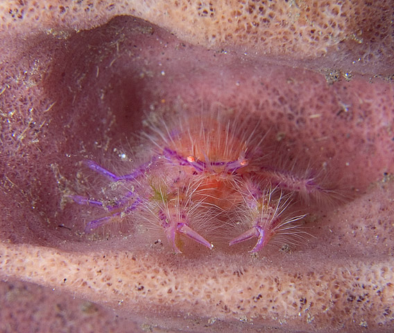 Pink Squat lobster at home in sponge crevice