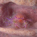 Pink Squat lobster at home in sponge crevice