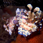 Pair of Harlequin Shrimp, Hymenocera picta