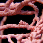 Pygmy Seahorse, Hippocampus denisei, pink variation