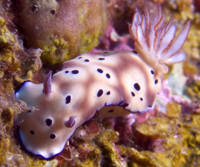 Risbecia tryoni nudibranch