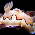 Chromodoris coi nudibranch