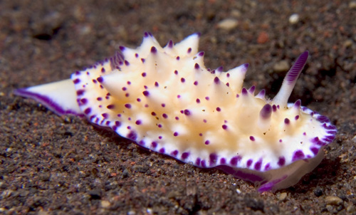 Mexichromis cf. multituberculata  (Bali color variant) nudibranch