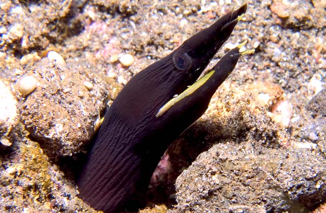 Juvenile Ribbon Eel (black)