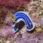 Chromodoris lochi Nudibranch, Kilima Steps, f8.0, 1/320s