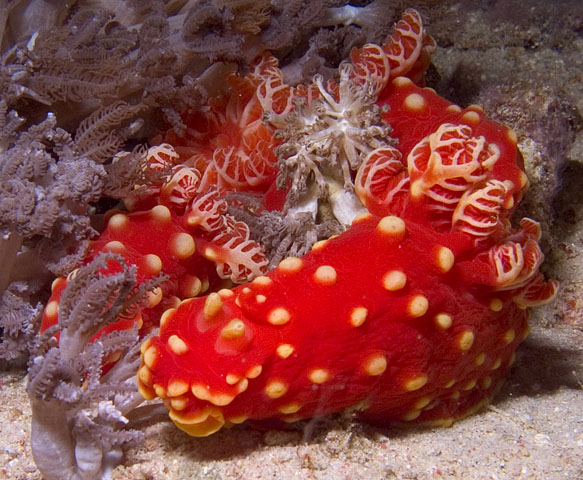 Gymnodoris aurita nudibranch, La Laguna Shallows, f8.0, 1/320s