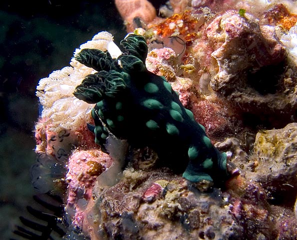 Nembrotha cristata nudibranch, Sinandigan Wall, F8.0, 1/1000s