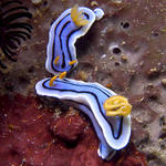 Chromodoris lochi nudibranch, Sabang Point, f8.0, 1/320s