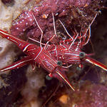 Cleaner Shrimp, Sabang Wrecks, f6.3, 1/160s