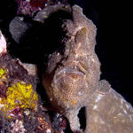 Giant Frogfish, Antennarius commersoni, Sabang Wrecks, f8.0, 1/320s.