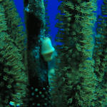 Flamingo tongue