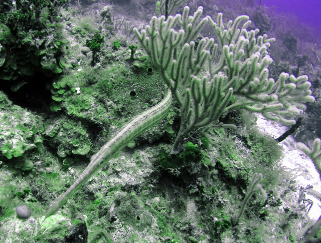 Trumpetfish