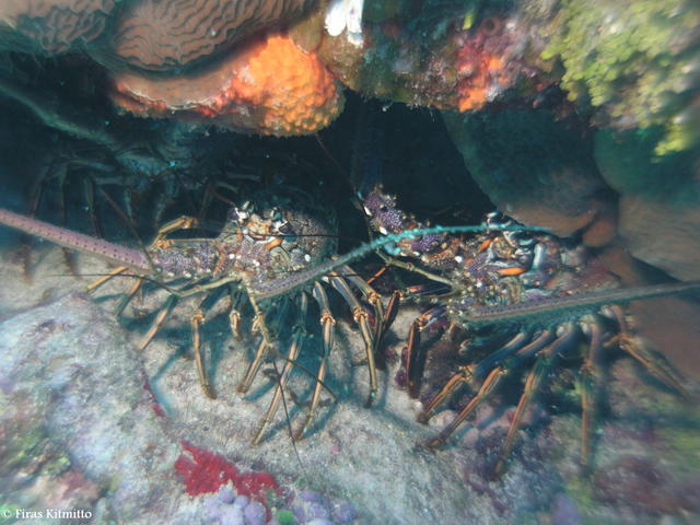 Lobster Family