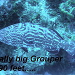 fish big grouper at 90