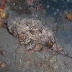 Scorpionfish.jpg