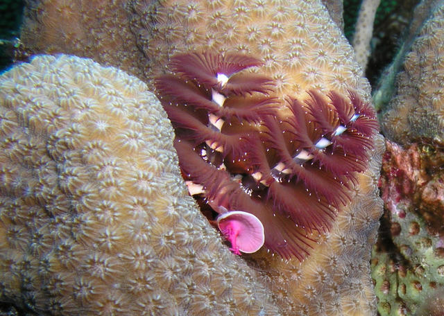 ChristmasTreeWormRed.jpg