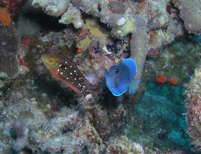 TangandParrotfishJuveniles.jpg