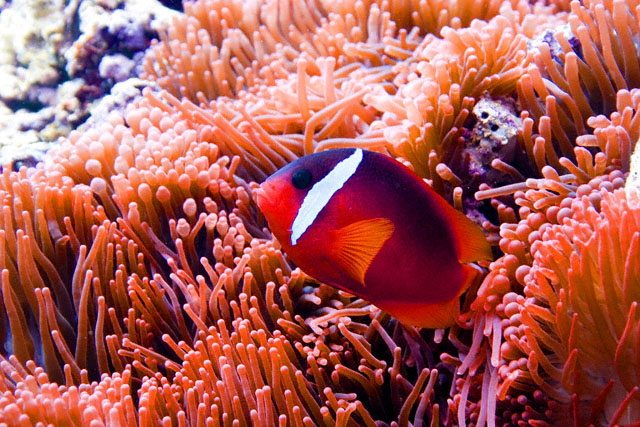 Tomato Anemonefish.jpg