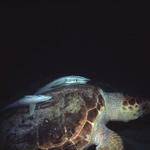 RS_16x12np nwb 7 05 turtle fly remora2.JPG