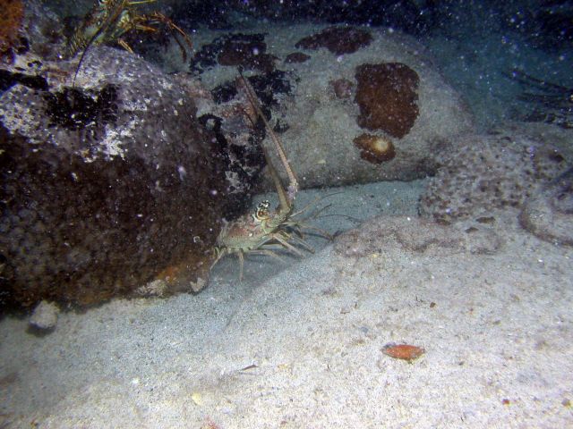 A lobster sneeks a peek