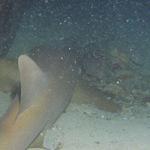 a nurse shark out for the hunt