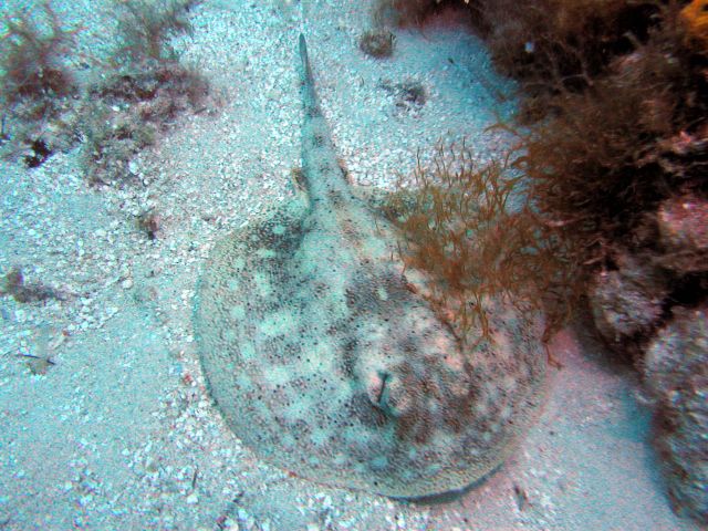 a small spotted ray