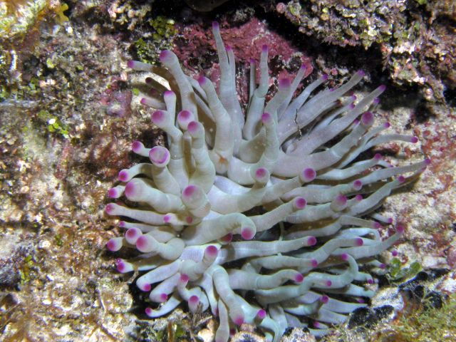 and an anemone - pink tipped, of course