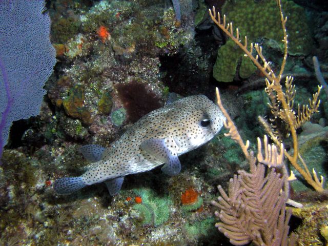 you can call it a puffer or a box fish